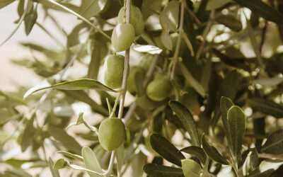 Bitteres Olivenöl als Qualitätsmerkmal